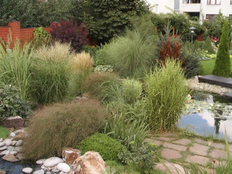 ковыль в ландшафтном дизайне